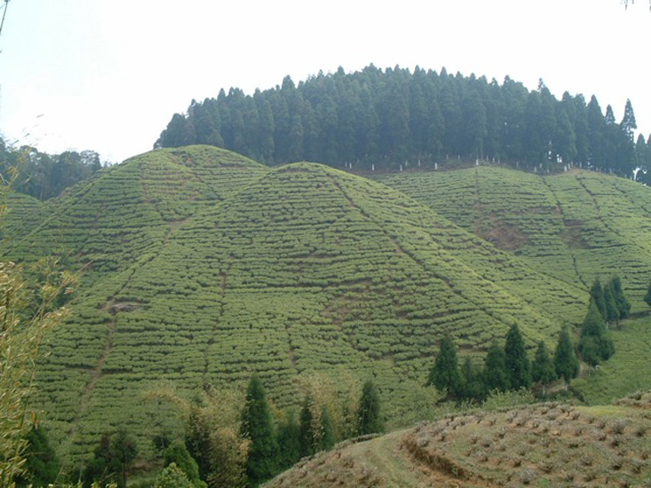Teegarten in Darjeeling 1