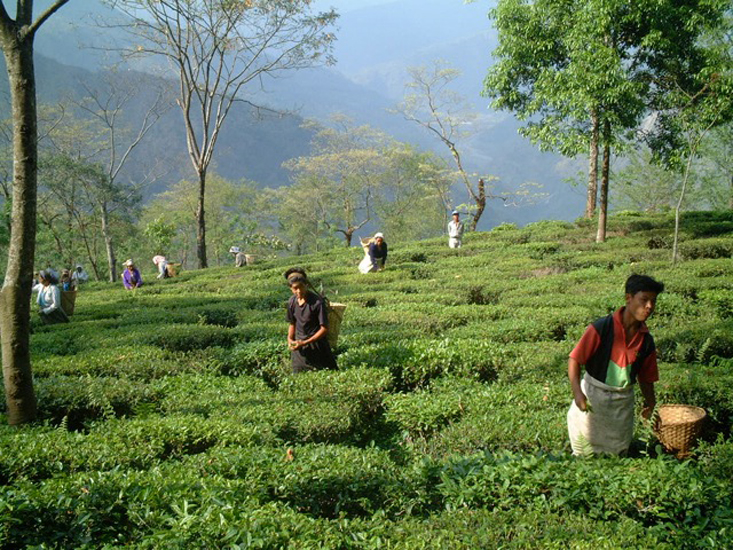 Teegarten in Darjeeling 2