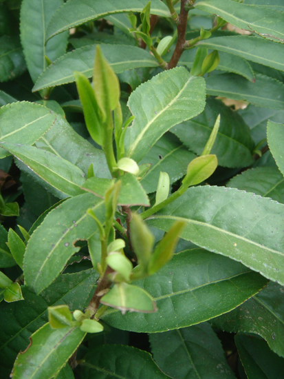Teepflanze Zhuyezhong in Qimen