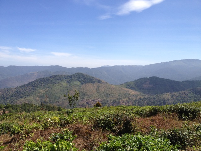 Teegarten in Sri Lanka (Ceylon)
