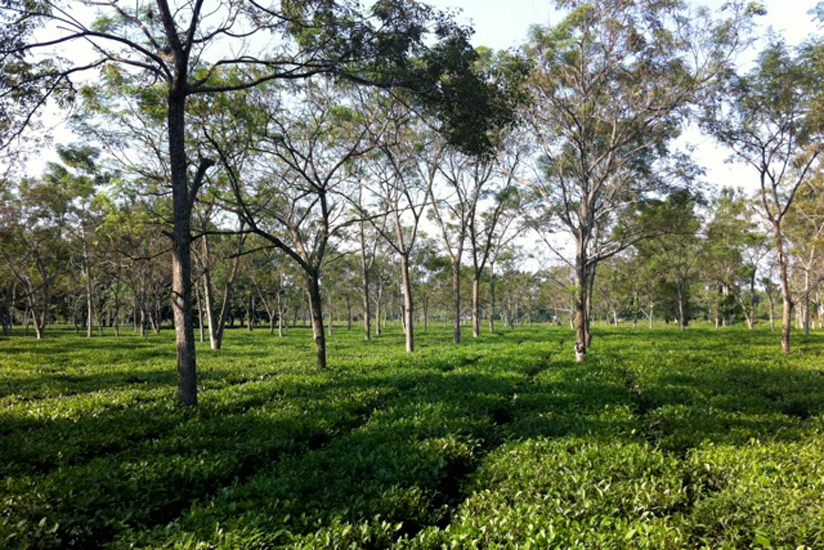 Teegarten in Assam 1