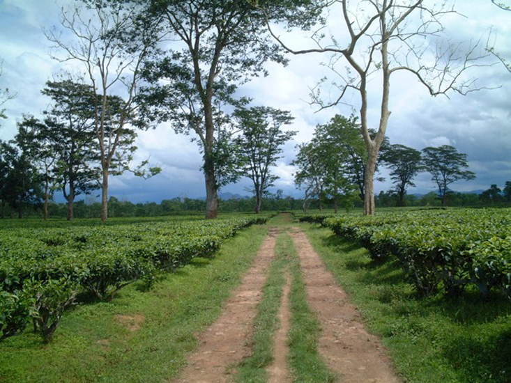 Teegarten in Assam 2