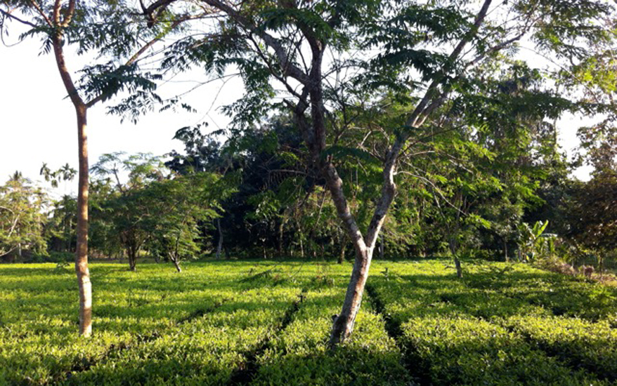 Teegarten in Assam 3