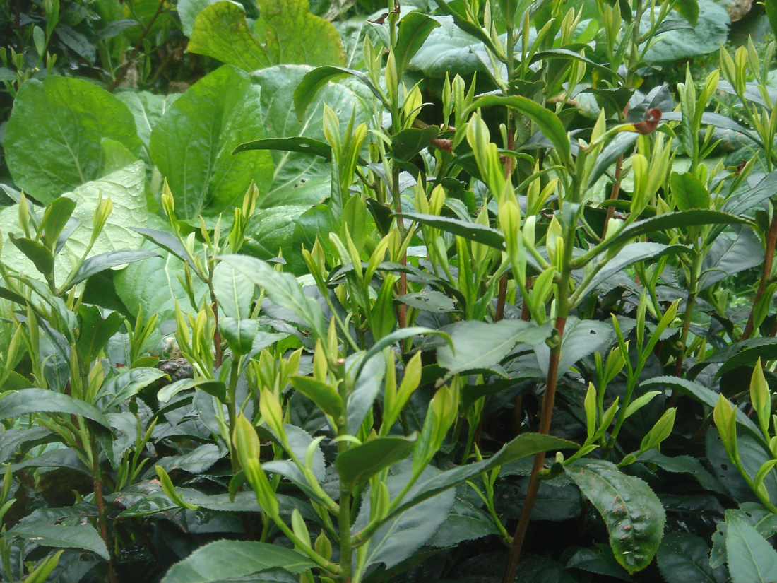 Teepflanzen mit frischen Blättern in Huangshan