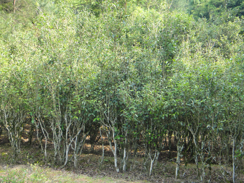 Ein Wäldchen älterer Teebäume der Varietät Shui Xian beim Felsen Ma'anyan