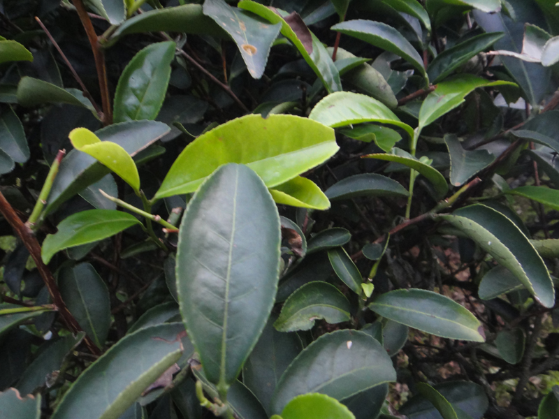 Teepflanzenvarietät Rou Gui
