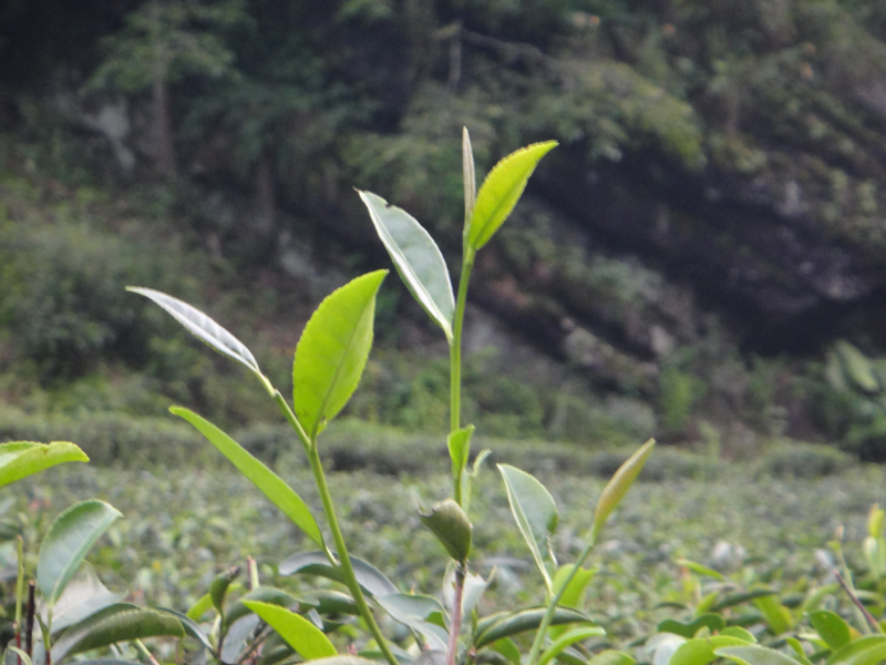 Frisch gewachsene Blätter der Varietät Rou Gui