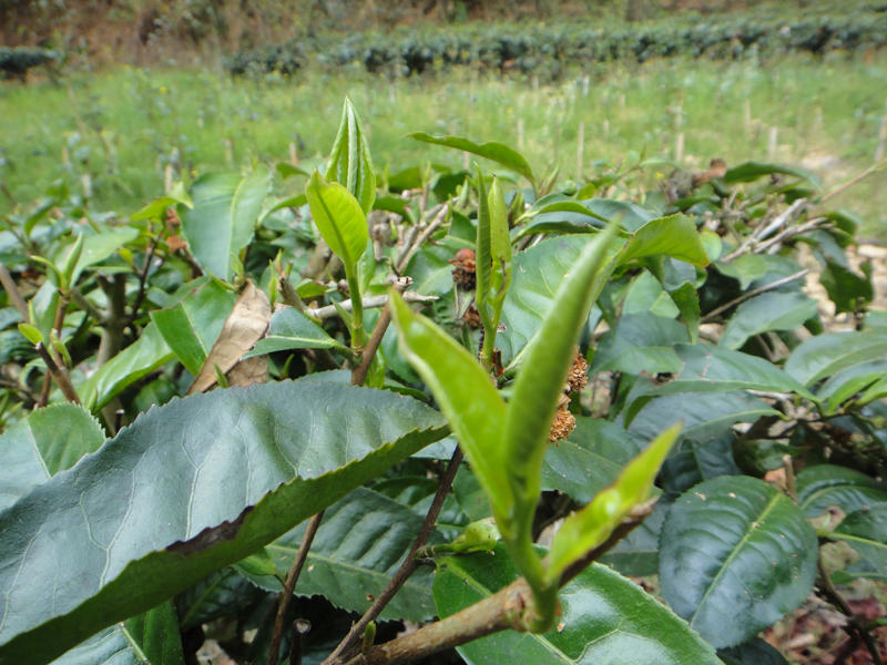 Nahaufnahme von Teepflanzen in einem Teegarten in Yunnan