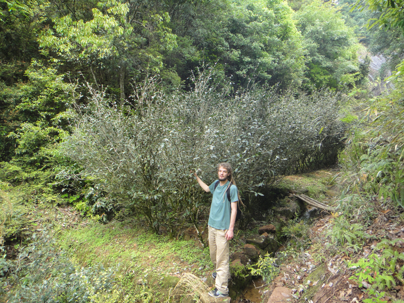 Kaspar Lange beim Grössenvergleich mit alten Büschen der Varietät Shui Xian
