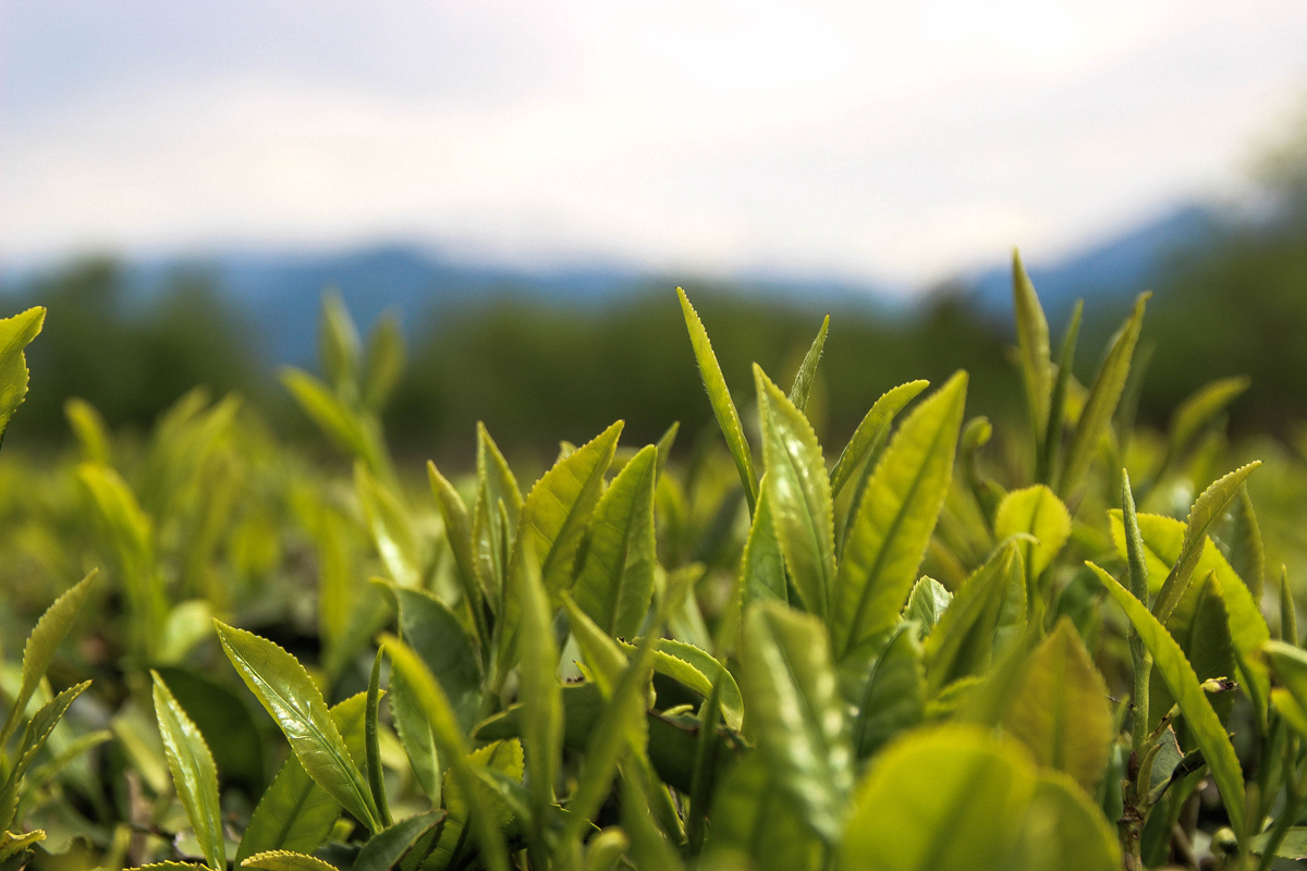 frische Blätter der georgischen Teepflanzen