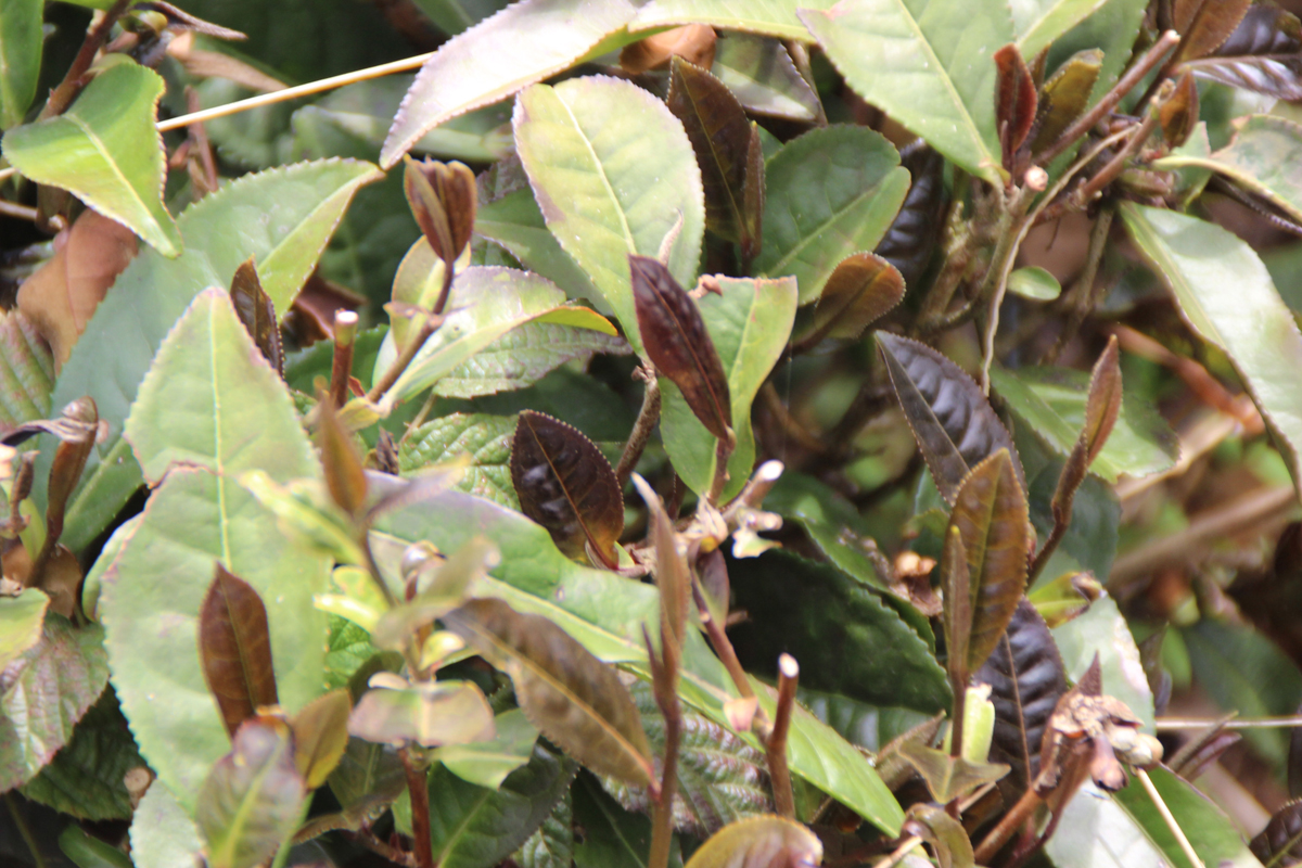 ältere Varietäten mit rötlichen Blättern