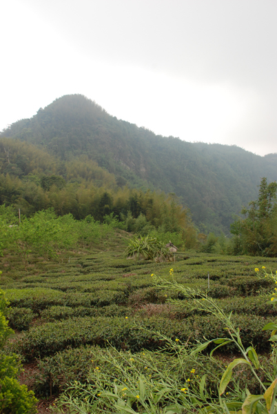 Teegarten am Alishan
