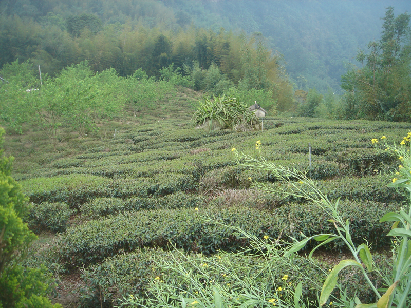 Teegarten am Alishan, mit anderen Bäumen und Pflanzen darin und drumherum