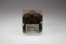 Image du produit:Golden Camellia